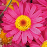 Argyranthemum Day-Zee Dark Rose